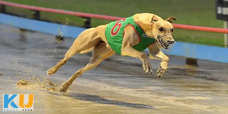 Cách chơi cá cược đua chó và mẹo thắng cho người mới ca cuoc dua cho