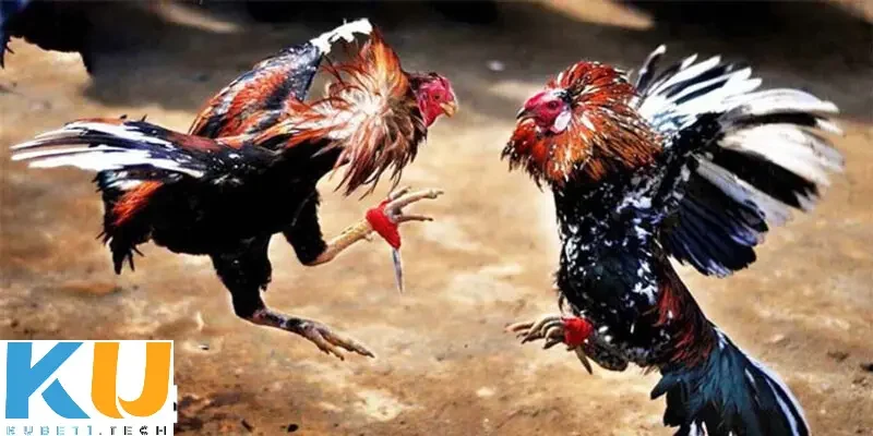 Cách chơi đá gà trên mạng uy tín tại Kubet  cach choi da ga tren mang uy tin